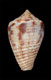 Click to see a larger version of this image (Conus puncticulatus  Hwass in Bruguière, 1792 Primary Type Image)