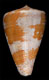 Click to see a larger version of this image (Conus purpurascens  Sowerby ii, 1833 Primary Type Image)