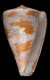 Click to see a larger version of this image (Conus purpurascens  Sowerby ii, 1833 Primary Type Image)