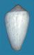 Click to see a larger version of this image (Conus purus  Pease, 1863 Primary Type Image)