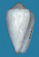 Click to see a larger version of this image (Conus purus  Pease, 1863 Primary Type Image)