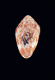 Click to see a larger version of this image (Conus pusillus  Lamarck, 1810 Primary Type Image)