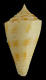 Click to see a larger version of this image (Conus rachelae  Petuch, 1988 Primary Type Image)