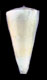 Click to see a larger version of this image (Conus recluzianus  Bernardi, 1853 Primary Type Image)