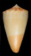 Click to see a larger version of this image (Conus nielsenae reductaspiralis  Walls, 1979 Primary Type Image)