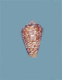 Click to see a larger version of this image