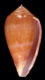 Click to see a larger version of this image (Conus (Leporiconus) ritae  Petuch, 1995 Primary Type Image)