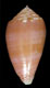 Click to see a larger version of this image (Conus (Leporiconus) ritae  Petuch, 1995 Primary Type Image)