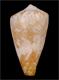 Click to see a larger version of this image (Conus roeckeli  Rolán, 1980 Primary Type Image)