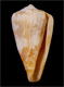 Click to see a larger version of this image (Conus roeckeli  Rolán, 1980 Primary Type Image)