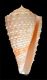 Click to see a larger version of this image (Conus rogmartini  da Motta, 1982 Primary Type Image)