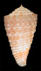 Click to see a larger version of this image (Conus rogmartini  da Motta, 1982 Primary Type Image)