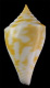 Click to see a larger version of this image (Conus rosemaryae  Petuch, 1990 Primary Type Image)