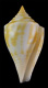 Click to see a larger version of this image (Conus rosemaryae  Petuch, 1990 Primary Type Image)