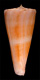 Click to see a larger version of this image (Conus roseorapum  Raybaudi & da Motta, 1990 Primary Type Image)