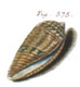 Click to see a larger version of this image (Conus roseus  G. Fischer, 1807 Representation of Lectotype Image)