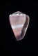 Click to see a larger version of this image (Conus roseus  Lamarck, 1810 Primary Type Image)