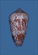 Click to see a larger version of this image (Conus rubiginosus  Hwass in Bruguière, 1792 Primary Type Image)