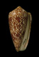 Click to see a larger version of this image (Conus rubiginosus  Hwass in Bruguière, 1792 Primary Type Image)