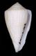 Click to see a larger version of this image (Conus rudiae  Magnotte, 1971 Primary Type Image)