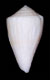 Click to see a larger version of this image (Conus rudiae  Magnotte, 1971 Primary Type Image)