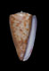 Click to see a larger version of this image (Conus rufimaculosus  Macpherson, 1959 Primary Type Image)