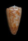 Click to see a larger version of this image (Conus rufimaculosus  Macpherson, 1959 Primary Type Image)