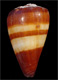 Click to see a larger version of this image (Conus salreiensis  Rolán, 1980 Primary Type Image)