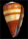 Click to see a larger version of this image (Conus salreiensis  Rolán, 1980 Primary Type Image)