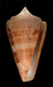 Click to see a larger version of this image (Conus sanctaemarthae  Vink, 1977 Primary Type Image)