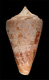 Click to see a larger version of this image (Conus sanctaemarthae  Vink, 1977 Primary Type Image)