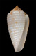 Click to see a larger version of this image (Conus suturatus sandwichensis  Walls, 1978 Primary Type Image)