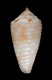 Click to see a larger version of this image (Conus suturatus sandwichensis  Walls, 1978 Primary Type Image)