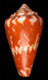 Click to see a larger version of this image (Conus sanguineus  Kiener, 1850 Primary Type Image)