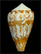 Click to see a larger version of this image (Conus saragasae  Rolán, 1986 Primary Type Image)