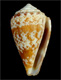 Click to see a larger version of this image (Conus saragasae  Rolán, 1986 Primary Type Image)