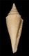 Click to see a larger version of this image (Conus sauros  Garcia, E., 2006 Primary Type Image)