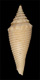 Click to see a larger version of this image (Conus sauros  Garcia, E., 2006 Primary Type Image)