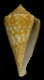 Click to see a larger version of this image (Conus scariphus  Dall, 1910 Primary Type Image)