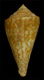 Click to see a larger version of this image (Conus scariphus  Dall, 1910 Primary Type Image)