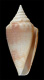 Click to see a larger version of this image (Conus scopulorum  Van Mol.Tursch & Kempf, 1971 Primary Type Image)