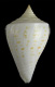 Click to see a larger version of this image (Conus sennottorum  Rehder & Abbott, 1951 Primary Type Image)