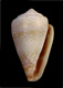 Click to see a larger version of this image (Conus serranegrae  Rolán, 1990 Primary Type Image)