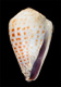 Click to see a larger version of this image (Conus parvatus sharmiensis  Wils, 1986 Primary Type Image)