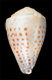 Click to see a larger version of this image (Conus parvatus sharmiensis  Wils, 1986 Primary Type Image)