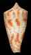 Click to see a larger version of this image (Conus (Asperi) mucronatus sibogae  Schepman, 1913 Primary Type Image)