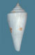 Click to see a larger version of this image