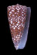Click to see a larger version of this image