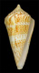 Click to see a larger version of this image (Conus sozoni  Bartsch, 1939 Primary Type Image)