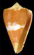 Click to see a larger version of this image (Conus (Purpuriconus) stanfieldi  Petuch, 1998 Primary Type Image)